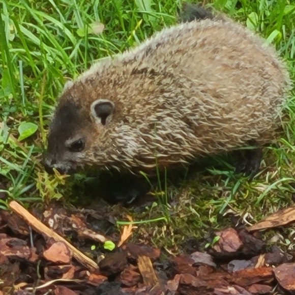 Meet Diana - Hunter & Gatherer of Retro Jewelry, Fashion & Decor - Picture 6 of 6